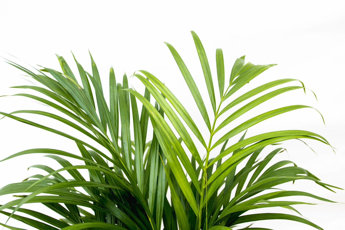 Goldfruchtpalme 150 cm – Tropische Eleganz für Zuhause