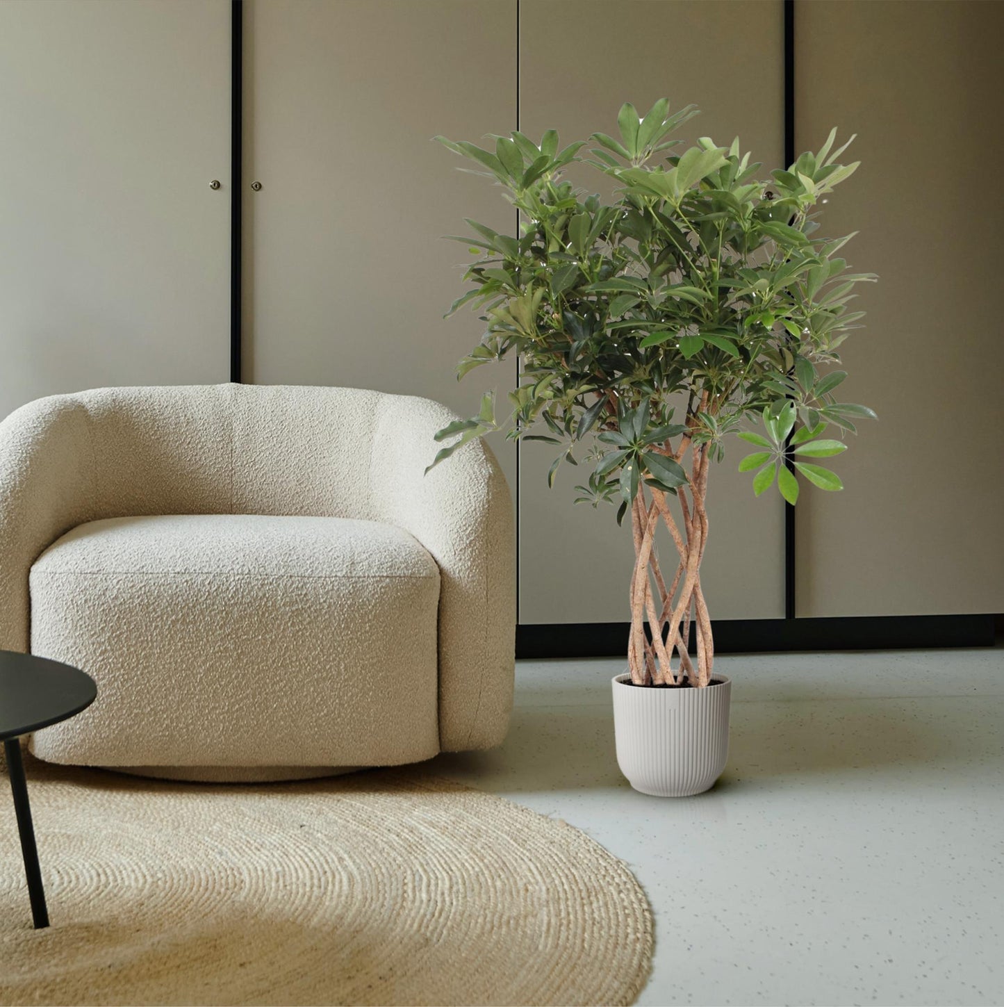 Strahlenaralie 'Compacta' – Geflochtene Zimmerpflanze 130 cm