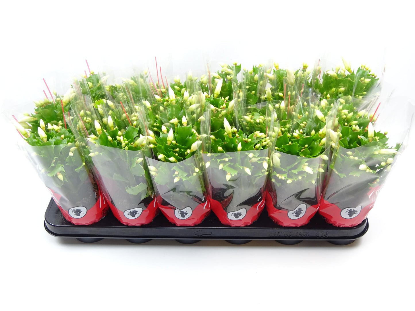 Schlumbergera 9 Cm Wit - Ø9cm - ↕25cm