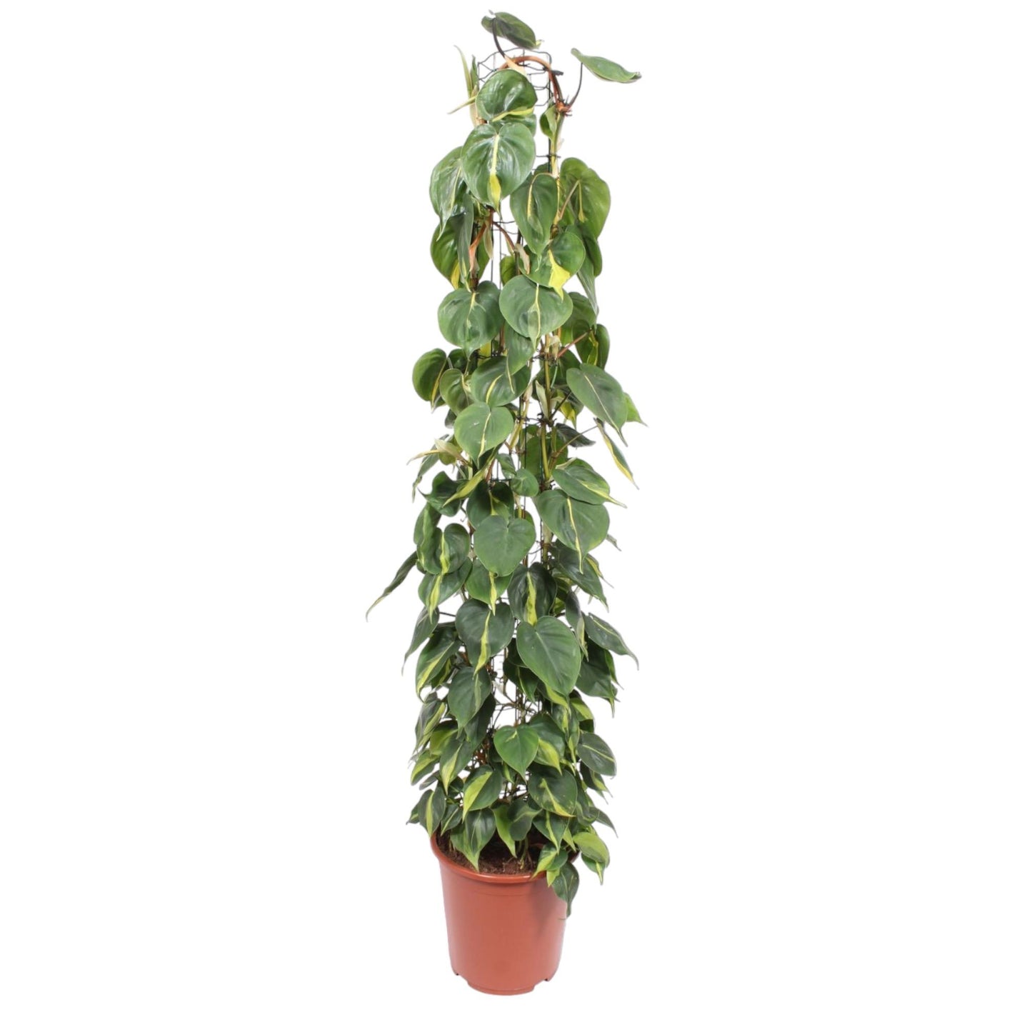 Kletterphilodendron 'Brasil' 160 cm – Exotische Zimmerpflanze