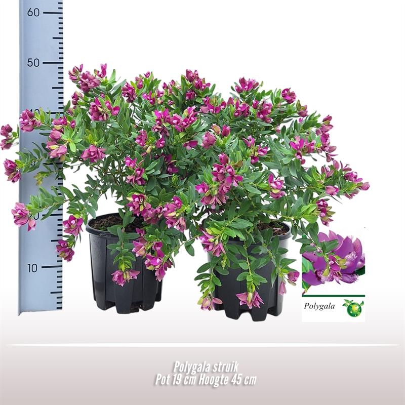 Polygala Struik - Ø19cm - ↕45cm