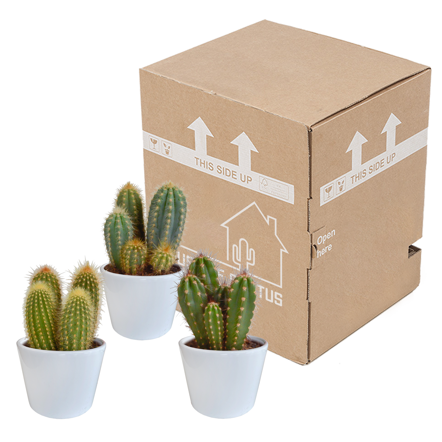 Säulenkaktus Mix 3er Set – Pflegeleichte Kakteen 15-25 cm