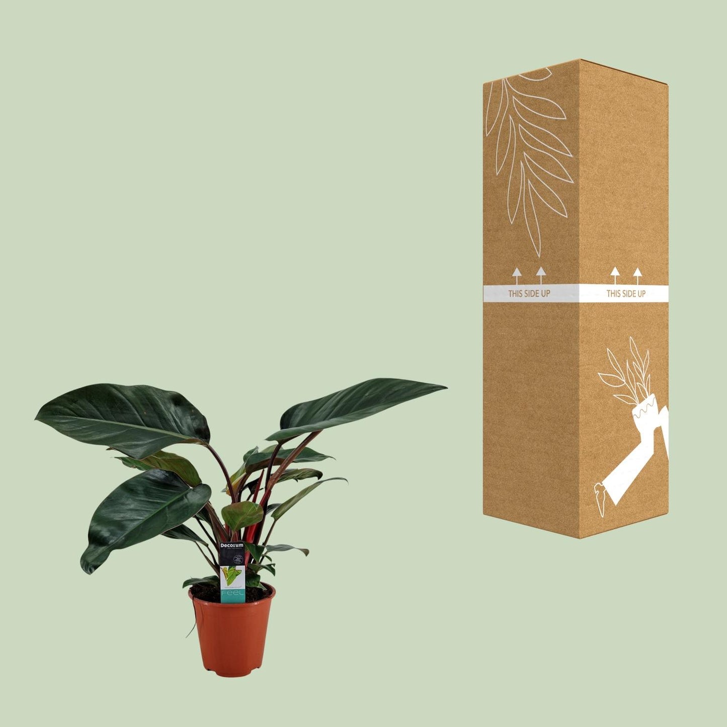 Philodendron Congo Rojo - Ø19cm - ↕65cm