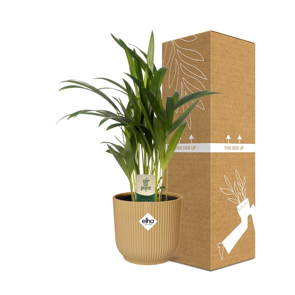 Dypsis Lutescens (Areca) 12cm in ELHO Vibes Fold 14cm geel