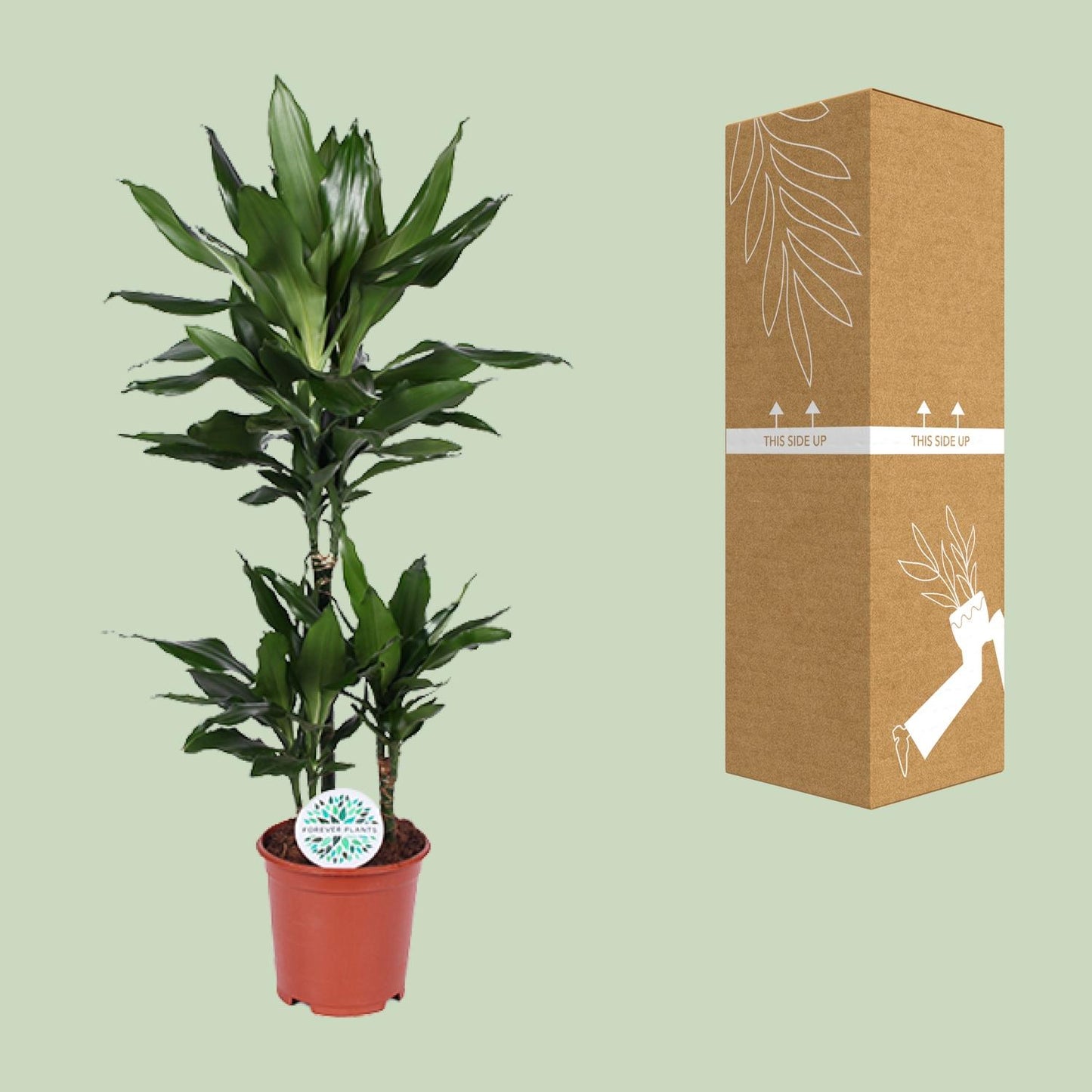 Dracaena Janet Lind - Ø21cm - ↕90cm
