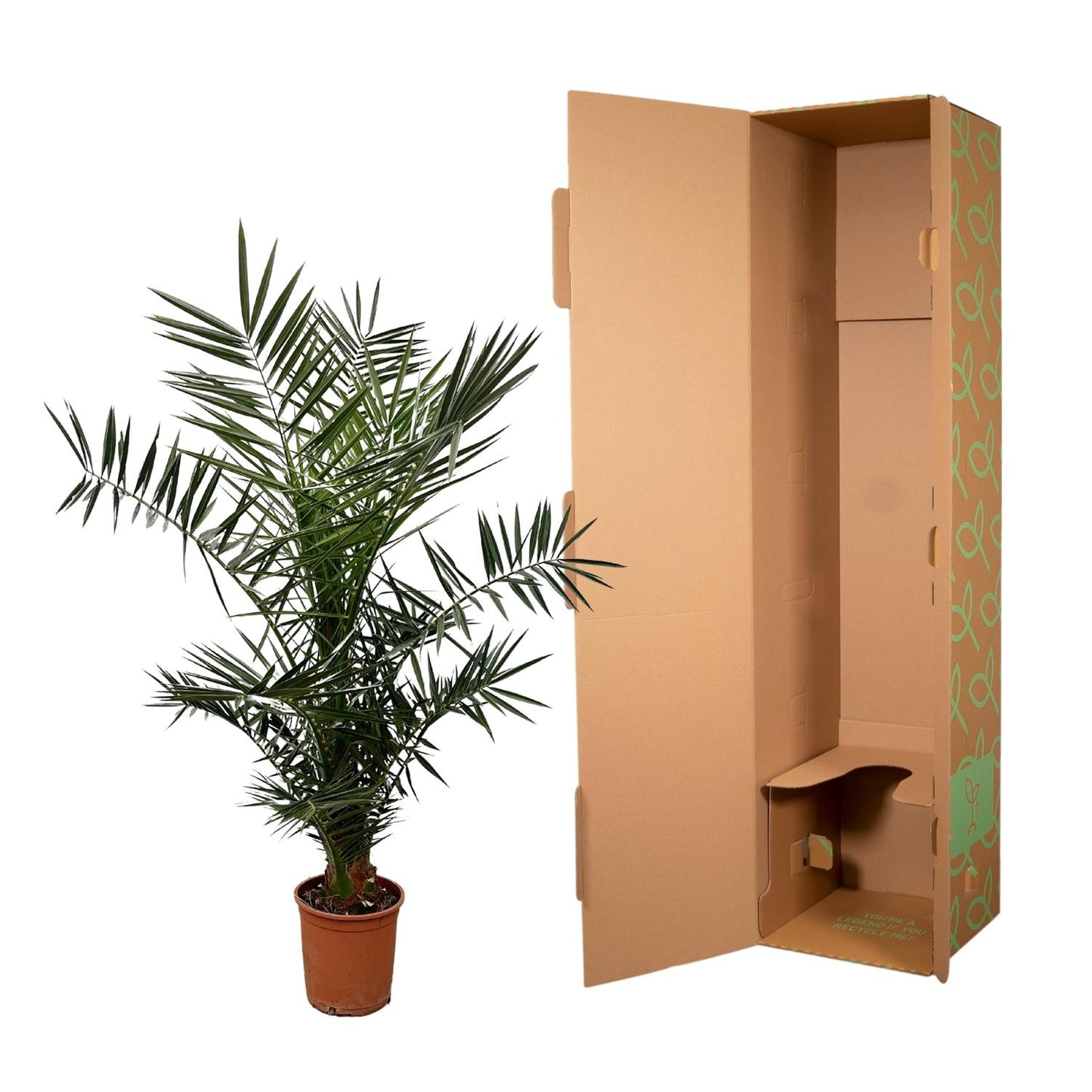 Kanarische Dattelpalme 120 cm – Mediterrane Zimmerpalme