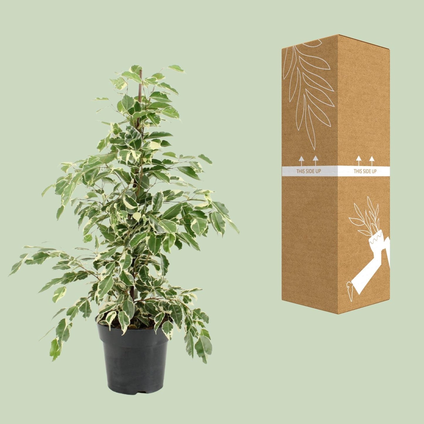 Ficus Benjamina Twilight - Ø17cm - ↕70cm