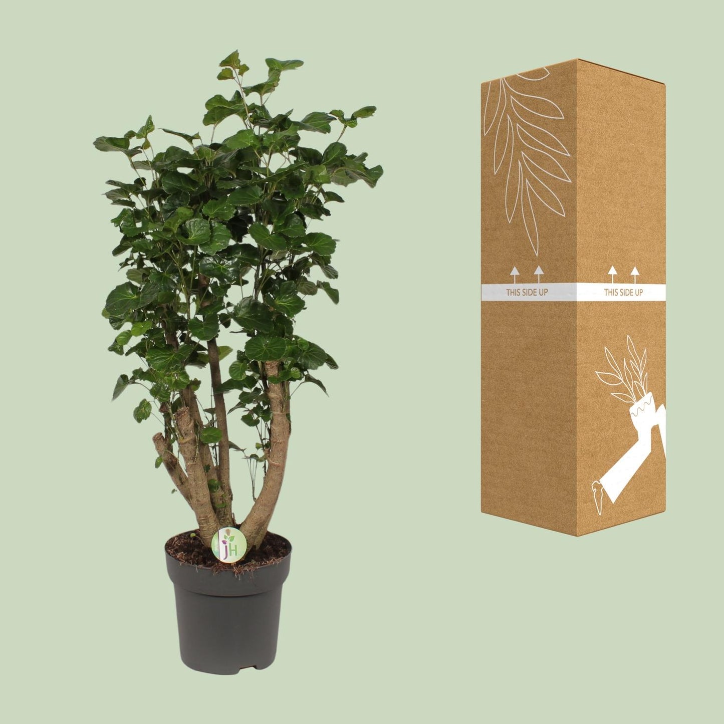 Polyscias Lemon - Ø24cm - ↕95cm