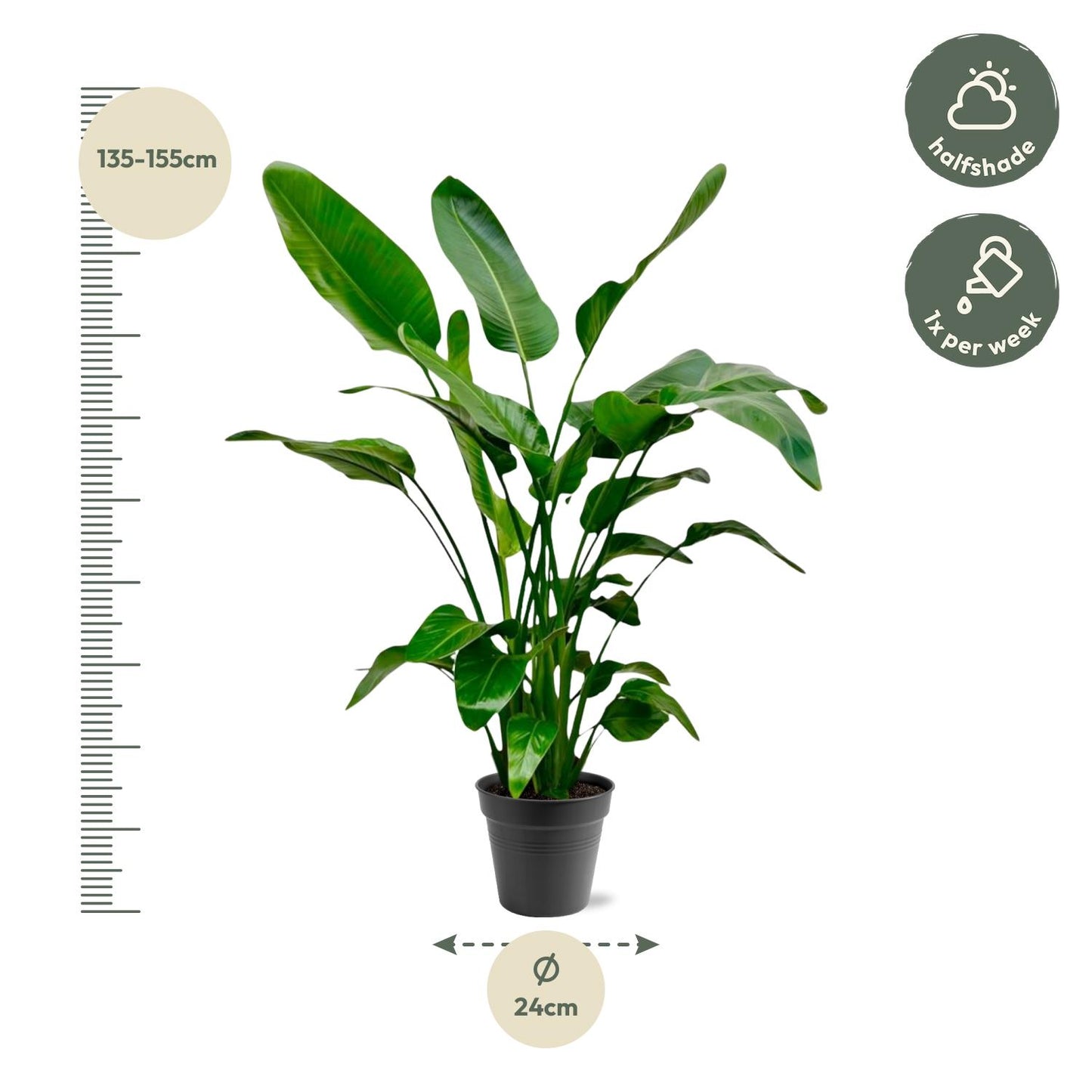 Strelitzia Nicolai - 140 - 150cm - Ø24