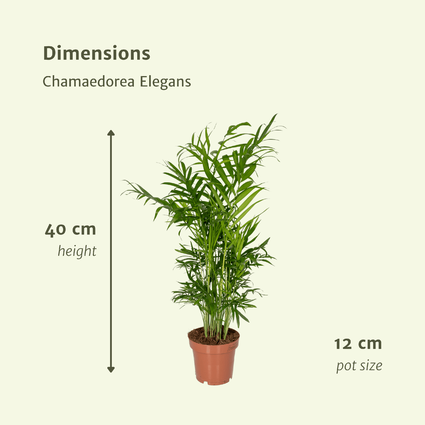 Chamaedorea Elegans (Mexikanische Bergpalme) - 2 Stücke - Ø12cm - ↕40cm
