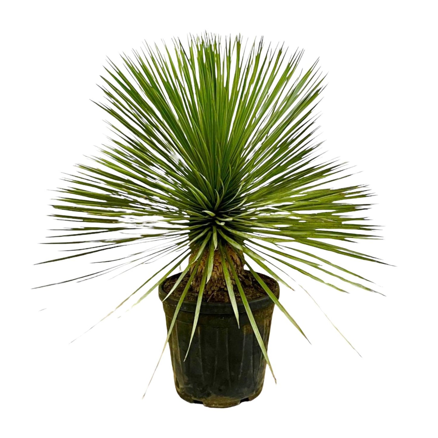 Yucca Rostrata Stamm 70 cm – Blaue Wüstenlilie elegant & pflegeleicht