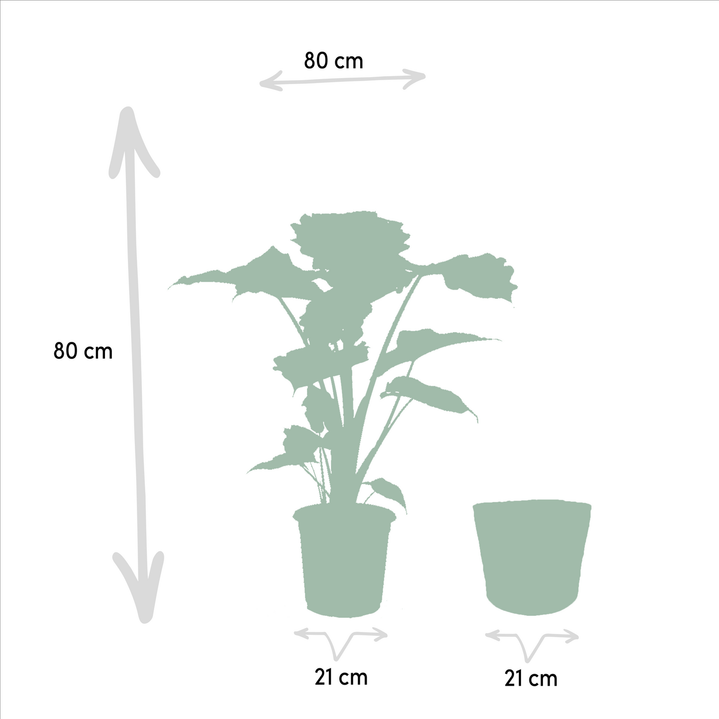 Alocasia Portodora - Ø21cm - ↕80cm + Korb Selin