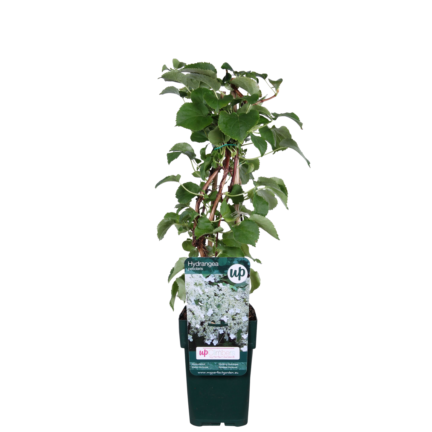 Hydrangea petiolaris - Kletternde Hortensie - Ø15cm - ↕65cm