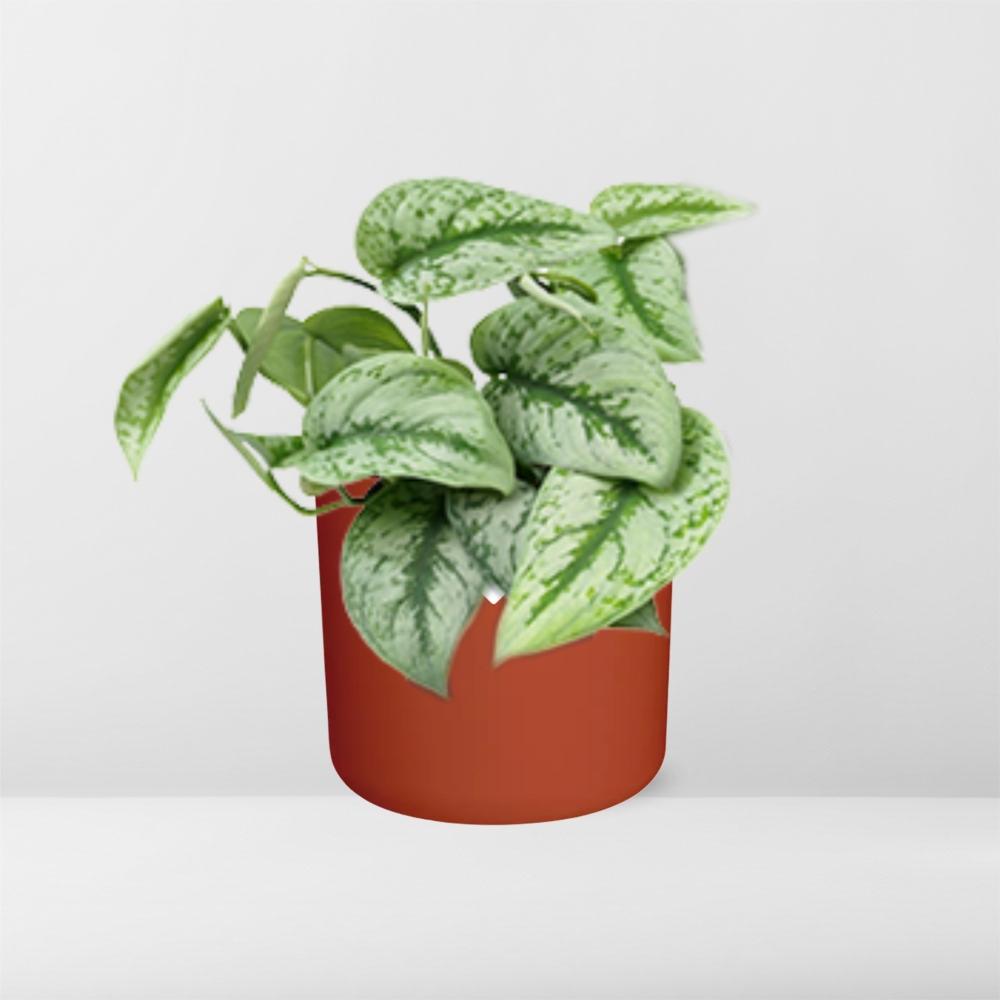 Scindapsus Pictus ‘Trebie’ in ELHO b.for soft rond 14cm brique
