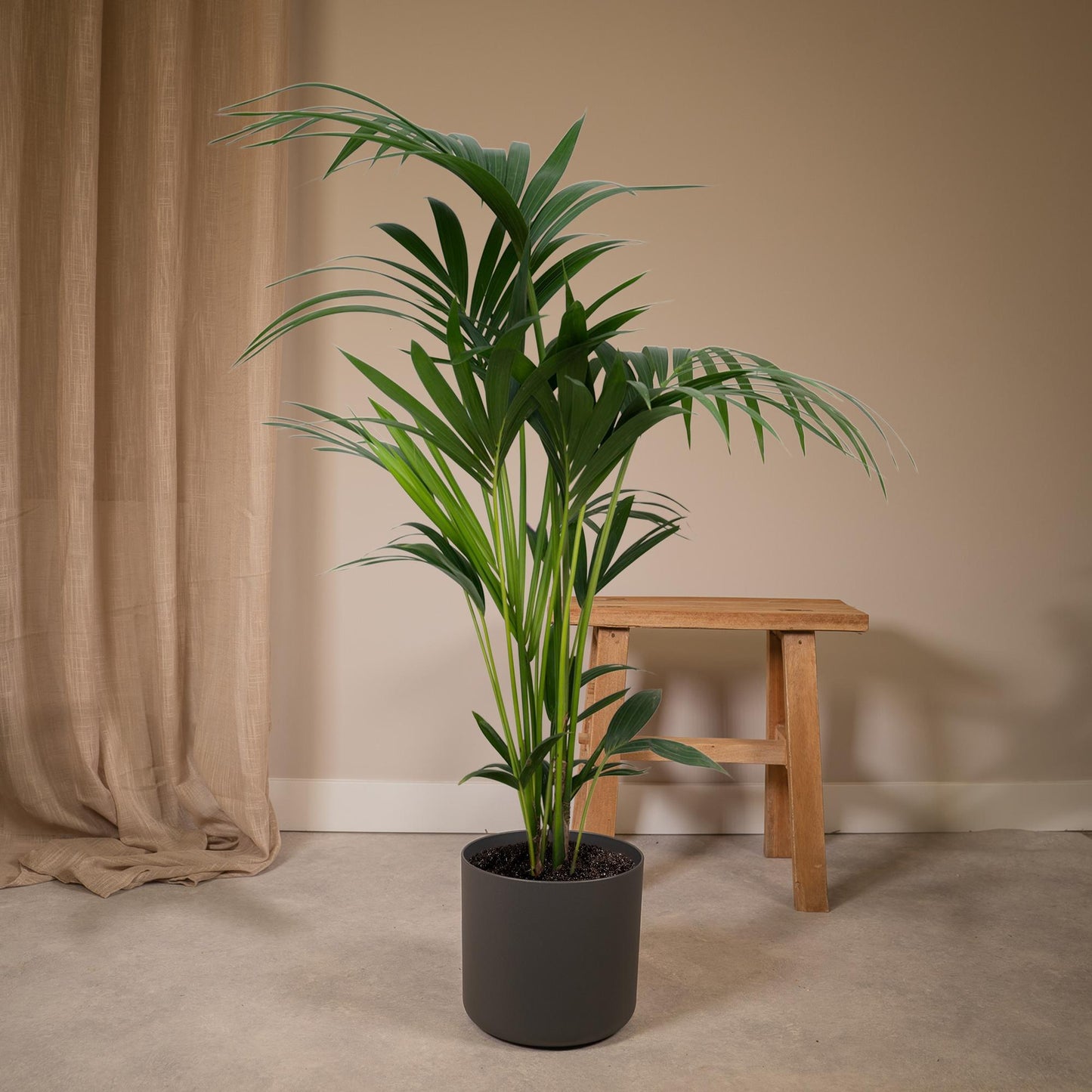Howea forsteriana - Ø21cm - ↕120cm - Ø18 - ↨100cm