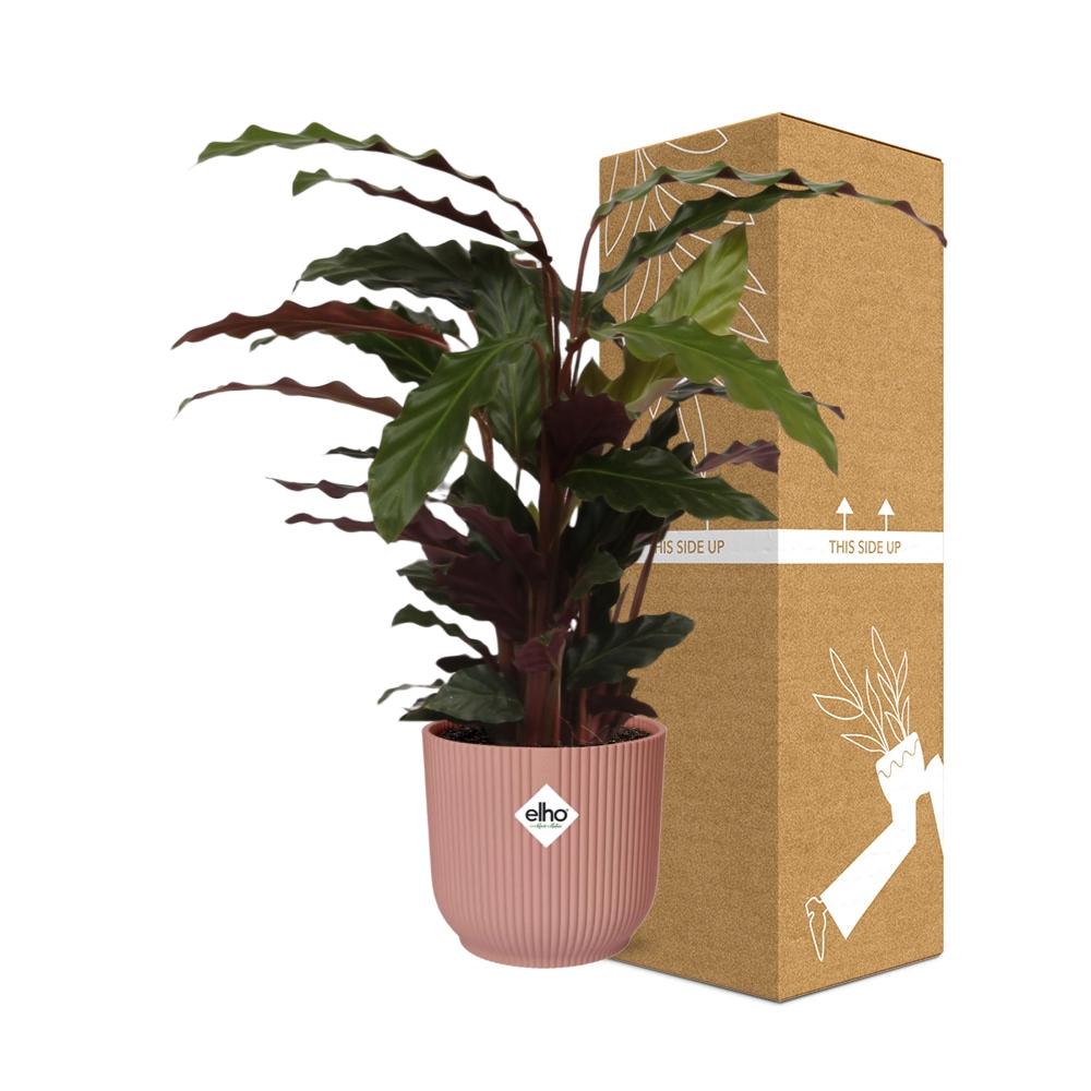 Calathea Rufibarba ‘Tropistar’ in ELHO Vibes Fold 14cm roze