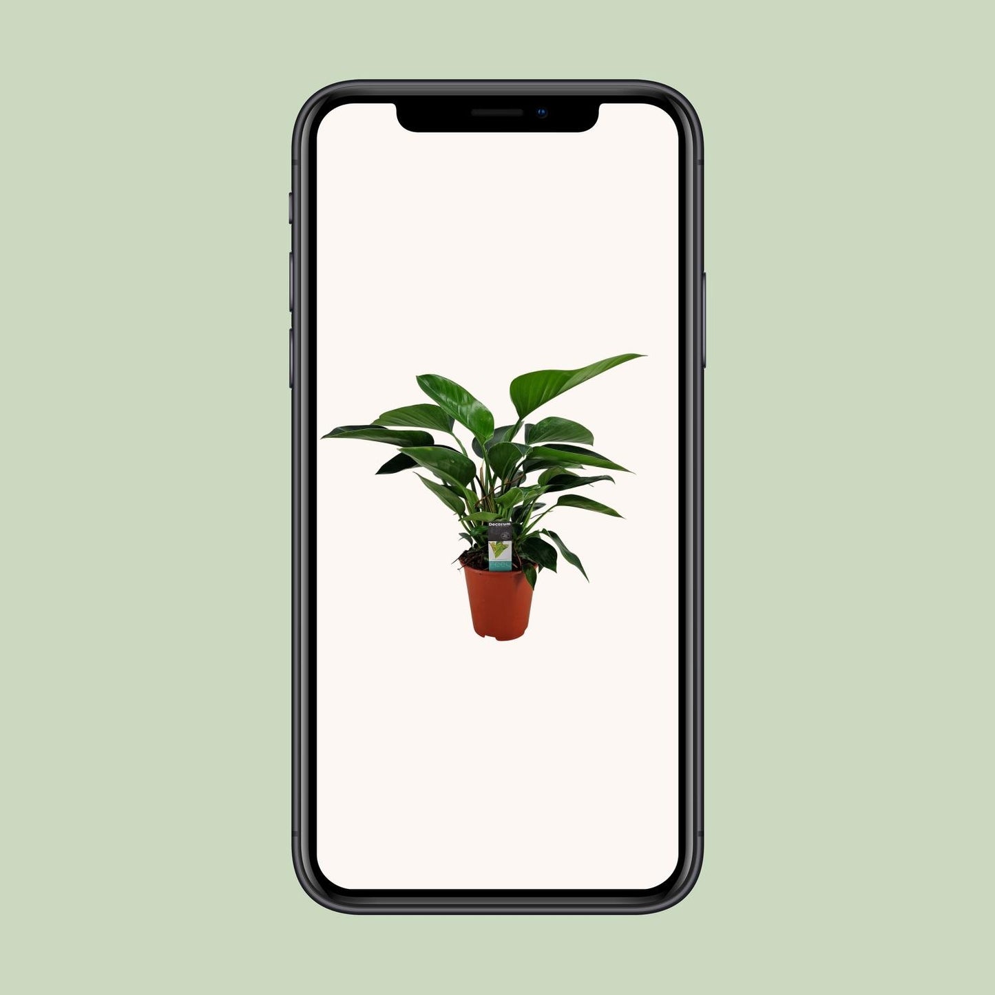 Philodendron Congo Apple - Ø19cm - ↕65cm