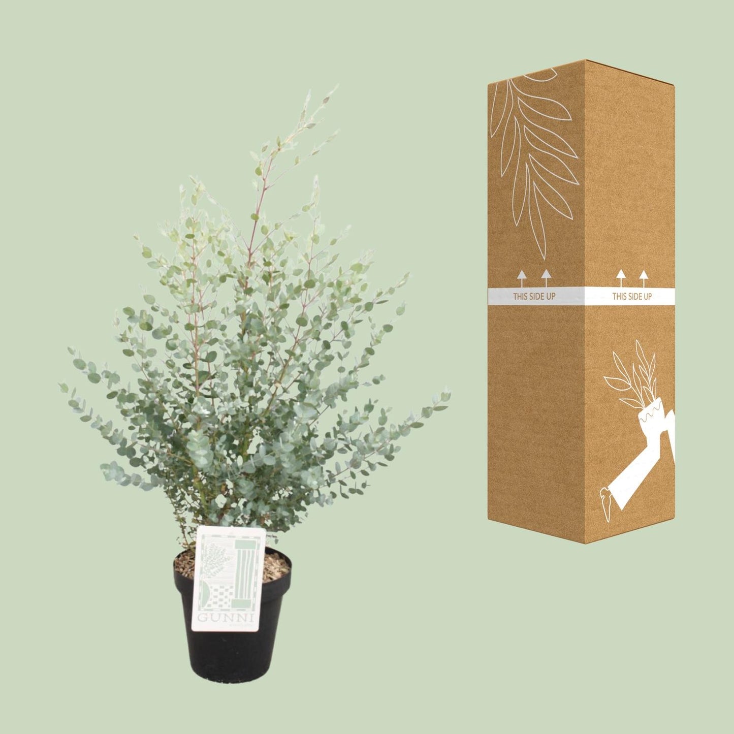Eucalyptus Gunni - Ø23cm - ↕75cm