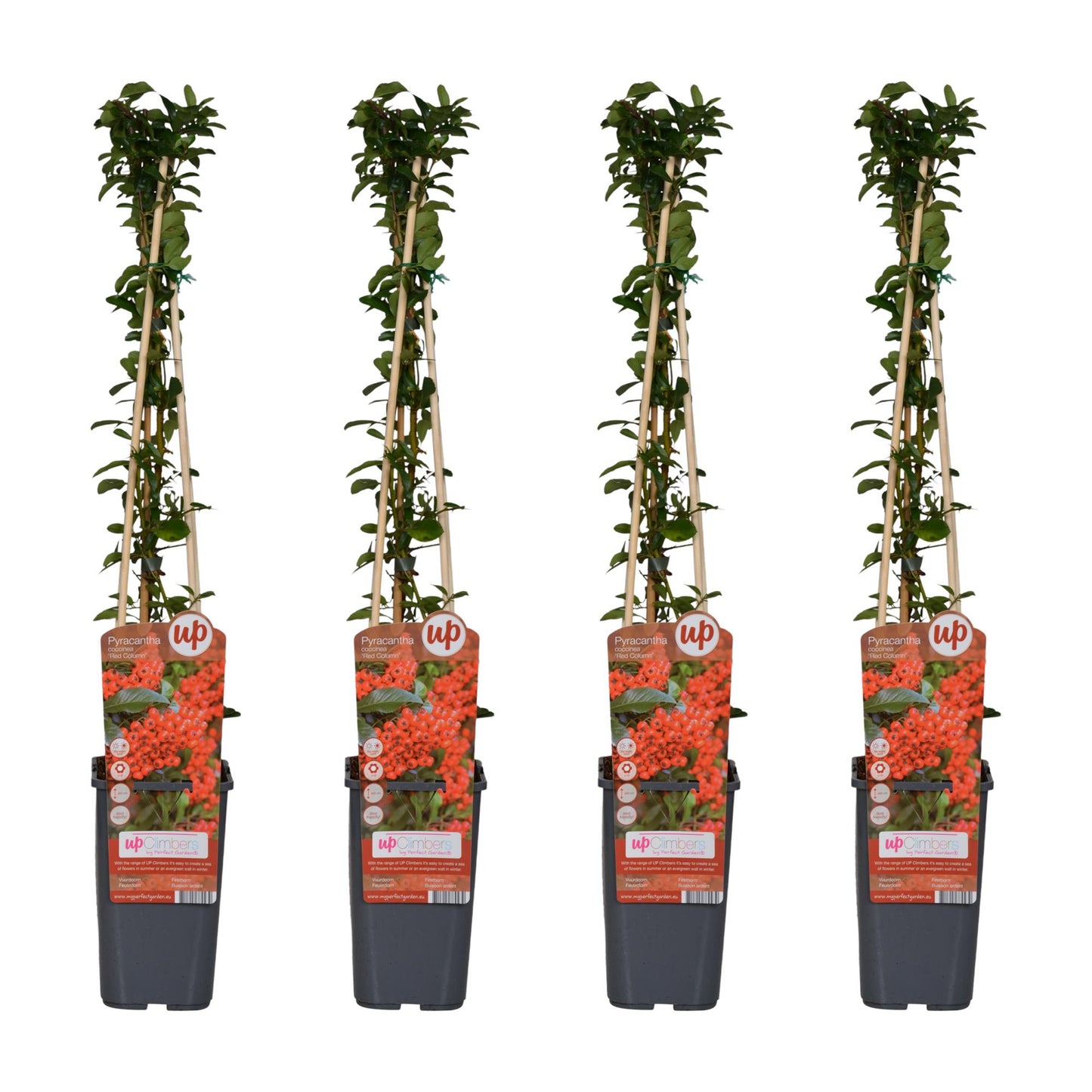 4x - Pyracantha coccinea 'Red Column' - ↨65cm - Ø15