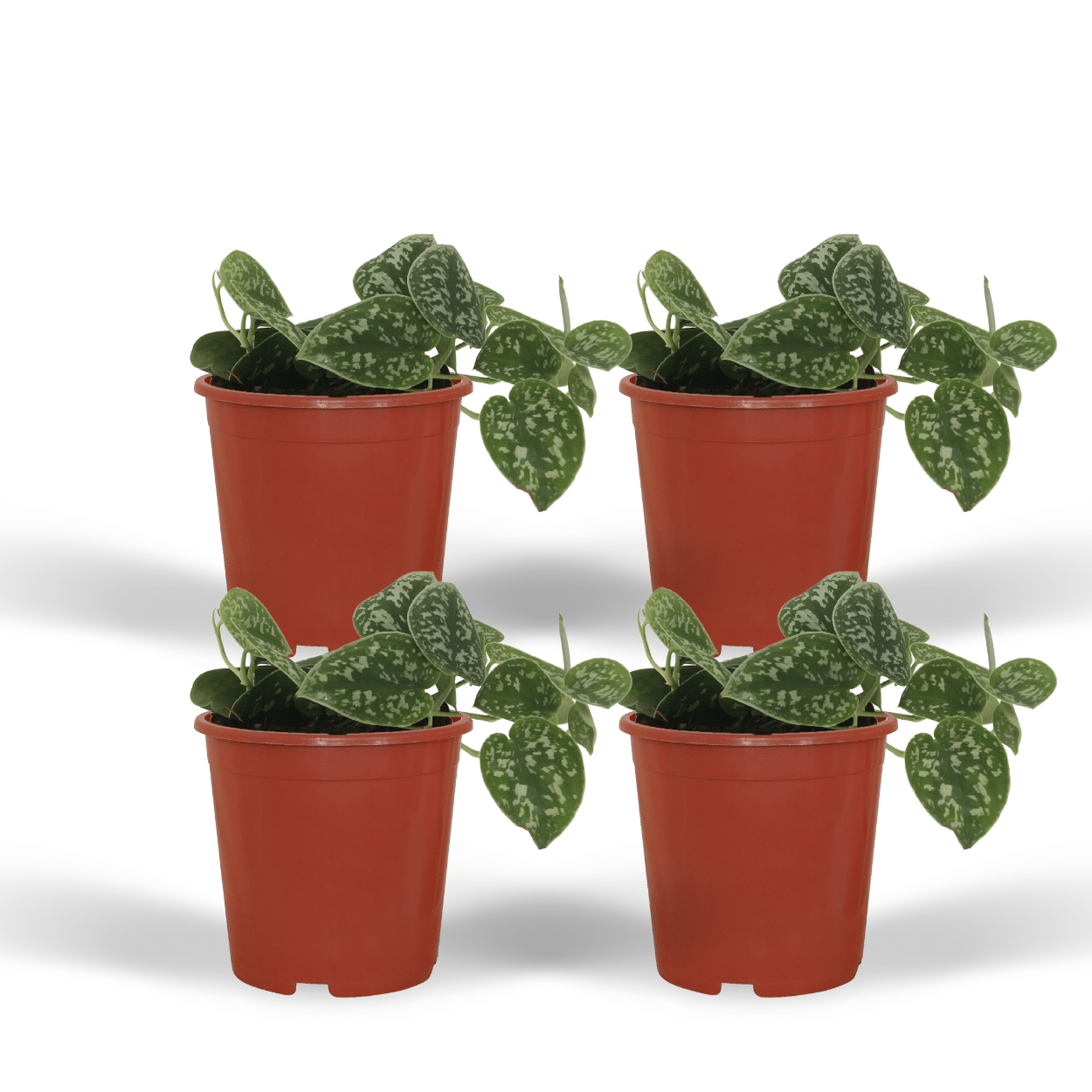 4x Scindapsus Pictus - Epipremnum - 5cm - ø12