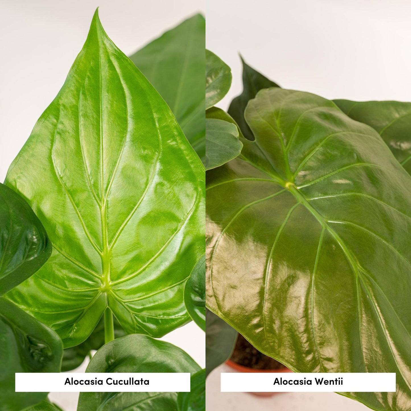 Alocasia Cucullata - Ø19cm - ↕60cm + Alocasia Wentii - Ø19cm - ↕60cm + Korb Igmar