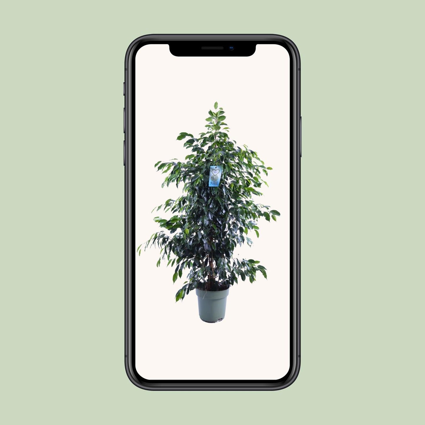 Ficus Benjamina Danielle - Ø27cm - ↕140cm