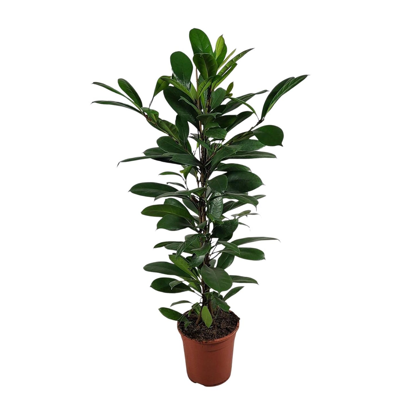 Ficus Cyathistipula - Ø21cm - ↕100cm