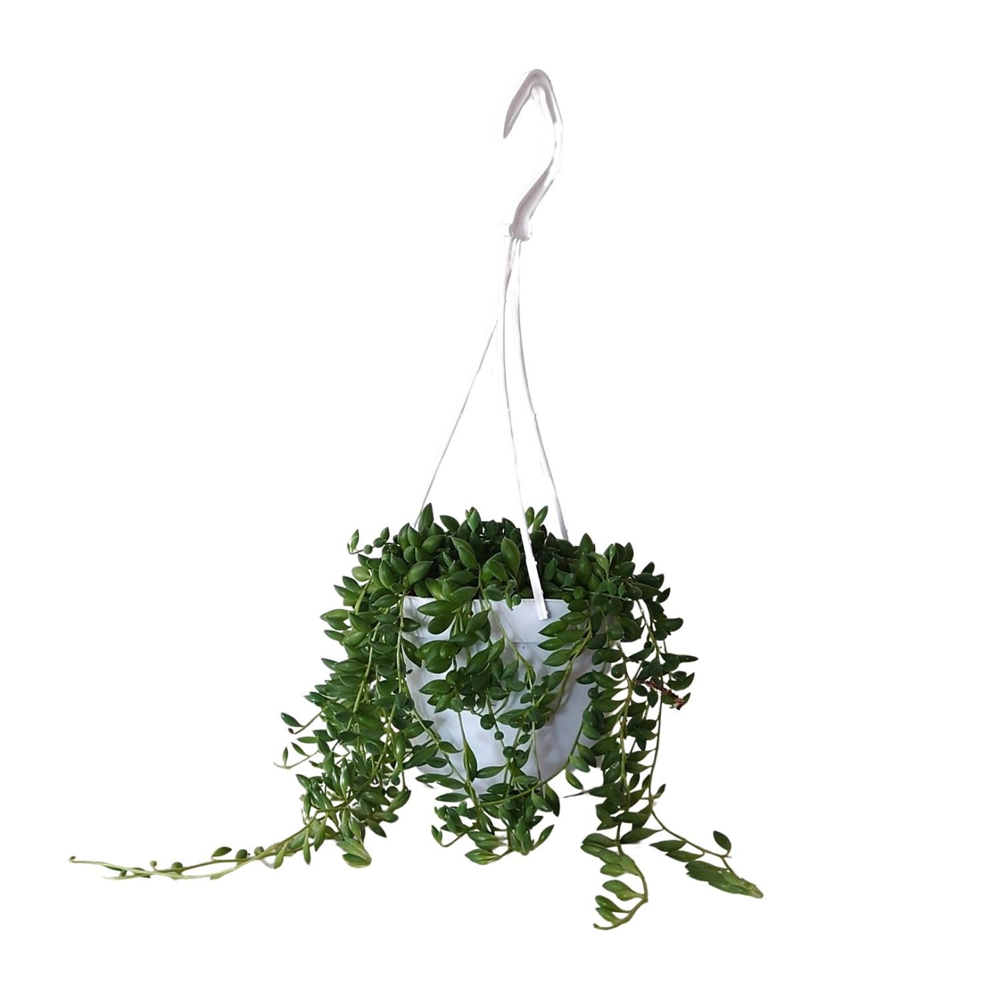 Senecio Herreianus - Ø11cm - ↕25cm