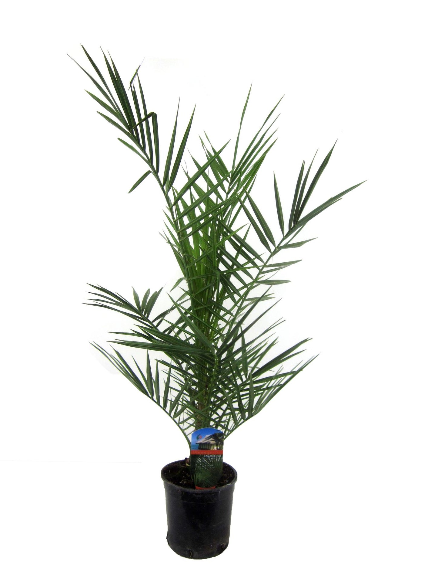 Kanarische Dattelpalme 80 cm im Ø15 cm Topf