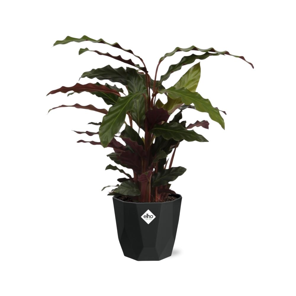 Calathea Rufibarba ‘Tropistar’ in 14cm b.for rock living black