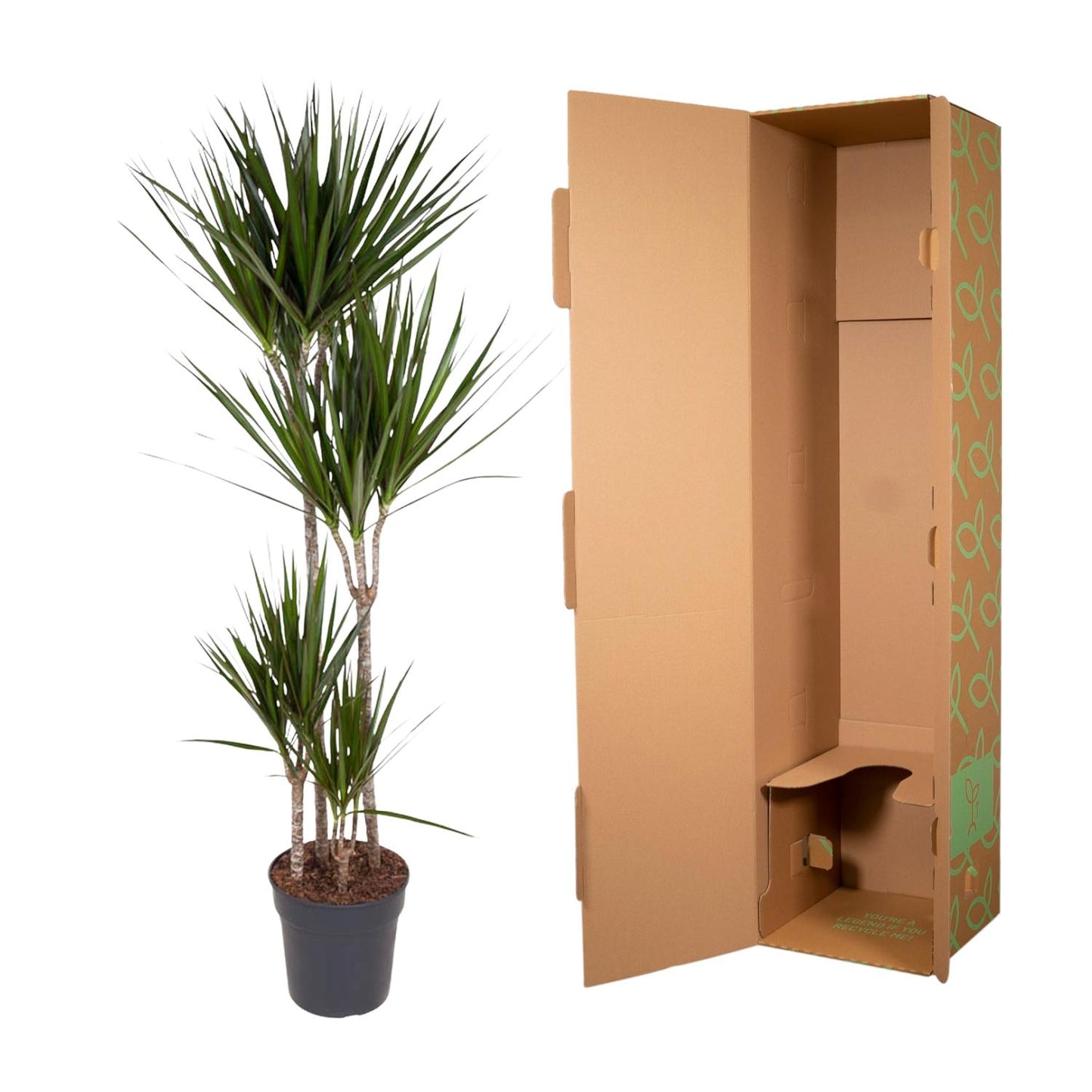 Drachenbaum Marginata 180 cm – Stilvoll & Pflegeleicht