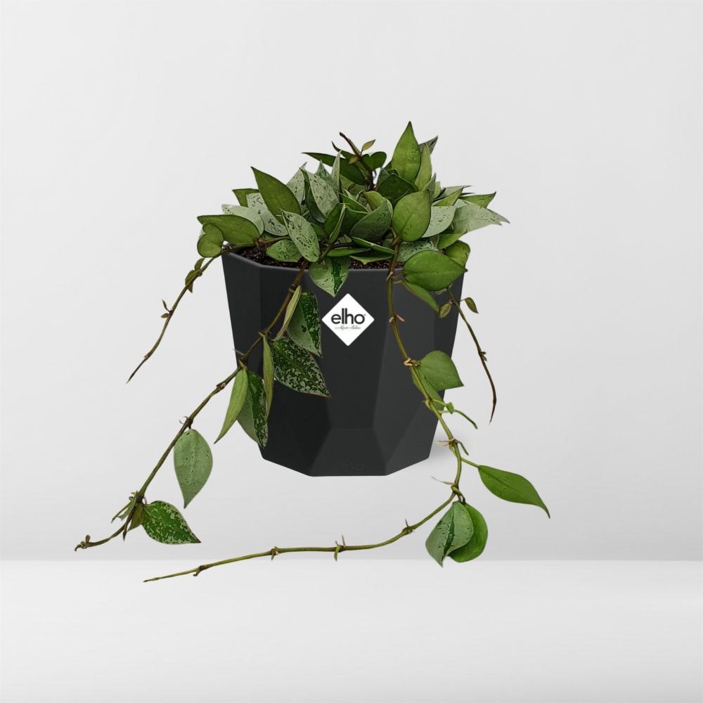 Hoya Krohniana Eskimo in 14cm b.for rock living black