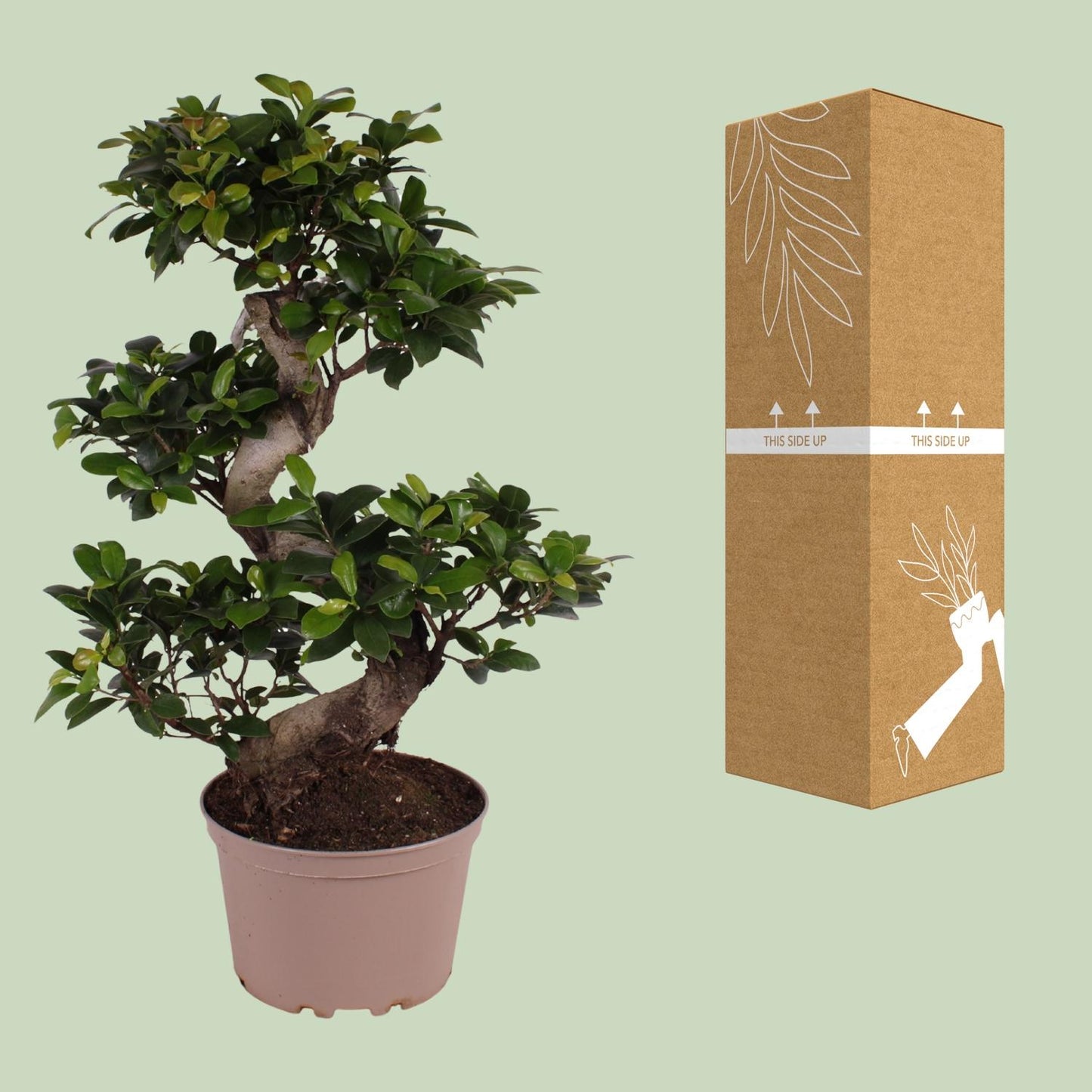 Ficus M. Ginseng - Ø22cm - ↕70cm