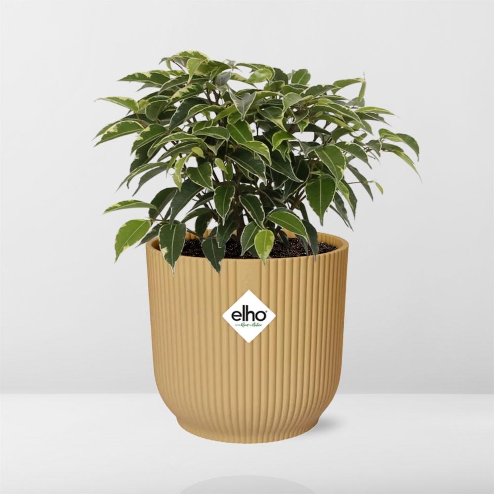 Ficus Benjamina Kinky in ELHO Vibes Fold 14cm geel