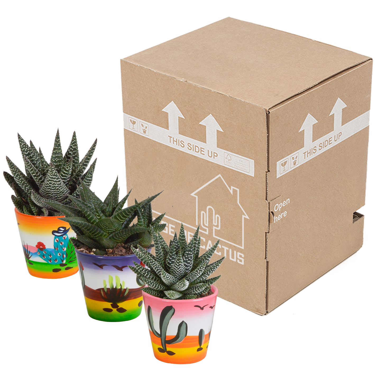 Gasterie & Haworthie Mix 3er Set – Pflegeleichte Sukkulenten 8,5 cm