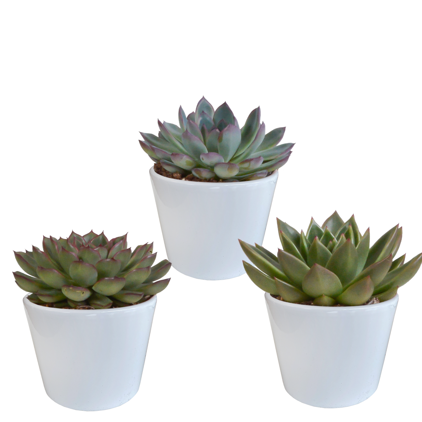 Echeverien-Mix 3er Set – Farbenfrohe Sukkulenten 10,5 cm
