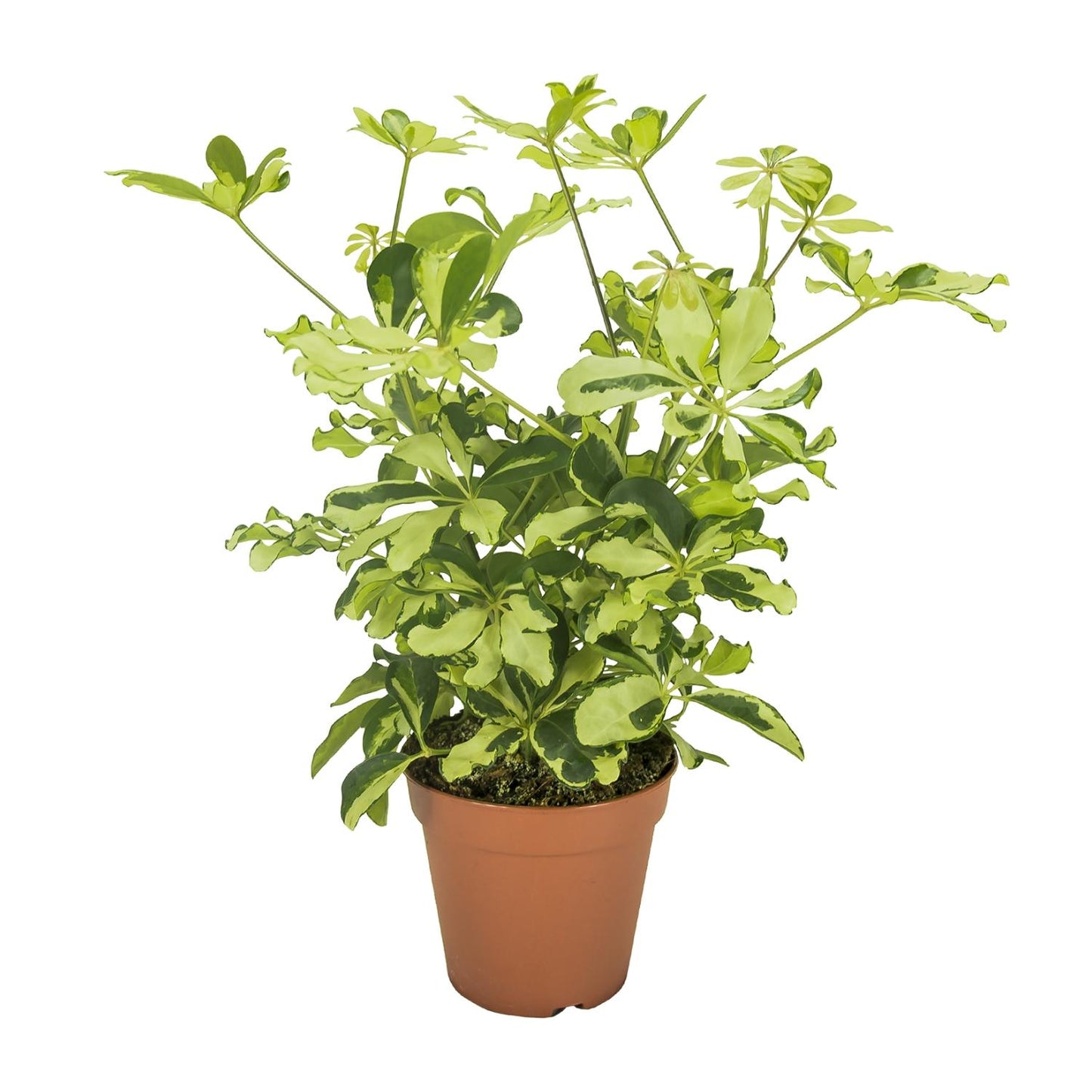 Schefflera Charlotte - Ø13cm - ↕35cm