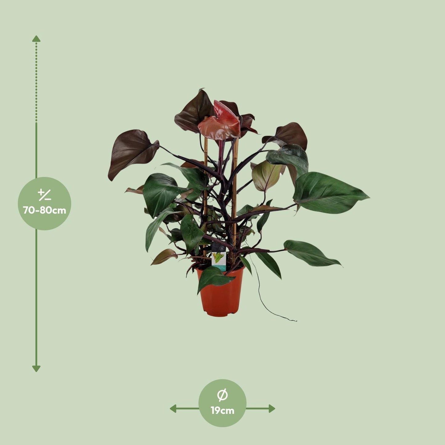 Philodendron Ruby Pyramide - Ø19cm - ↕75cm