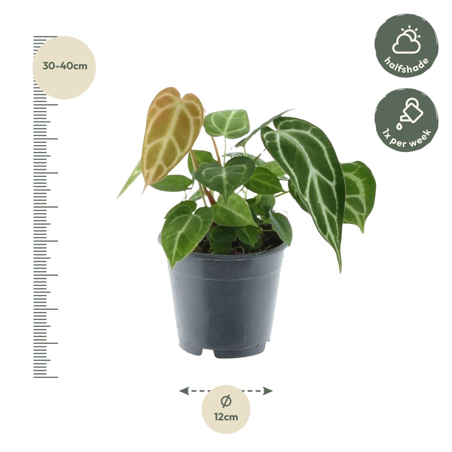 Kristall-Anthurie (Anthurium crystallinum) – Exotische Zimmerpflanze 35 cm