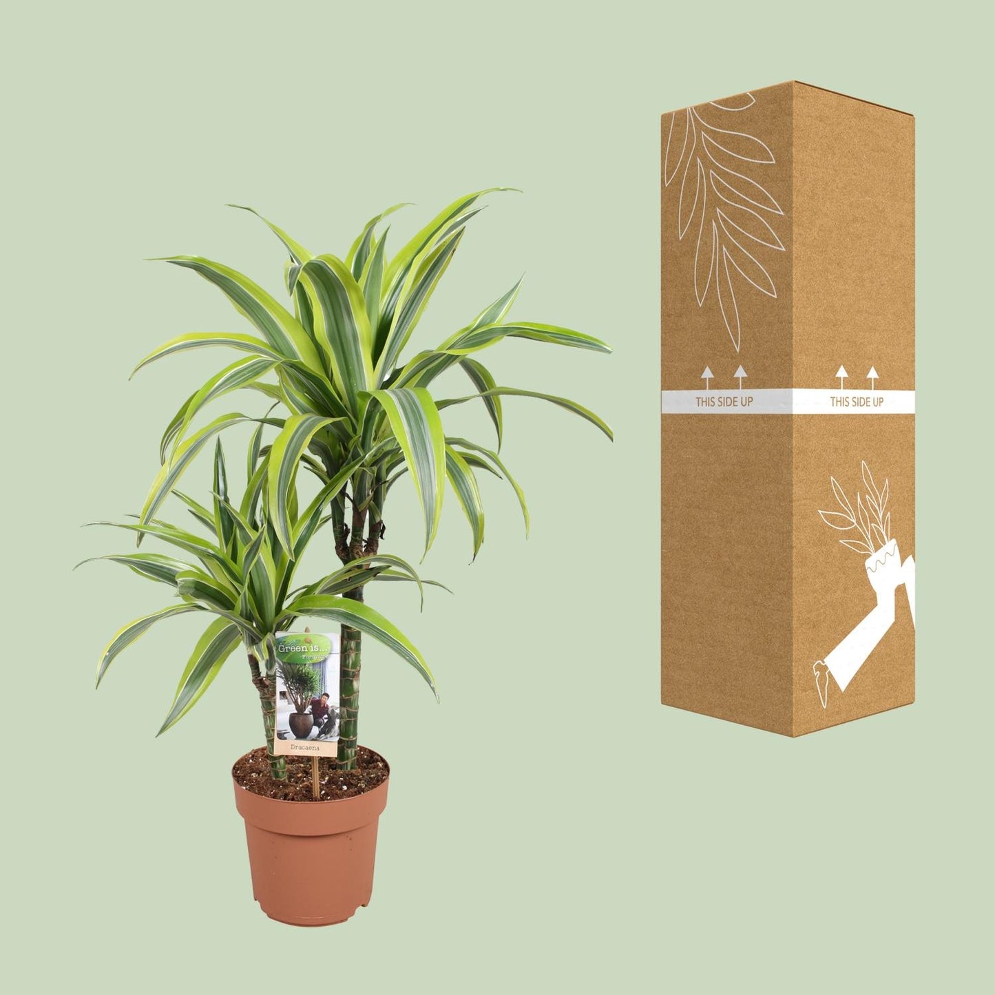 Dracaena Lemon Lime - Ø17cm - ↕60cm
