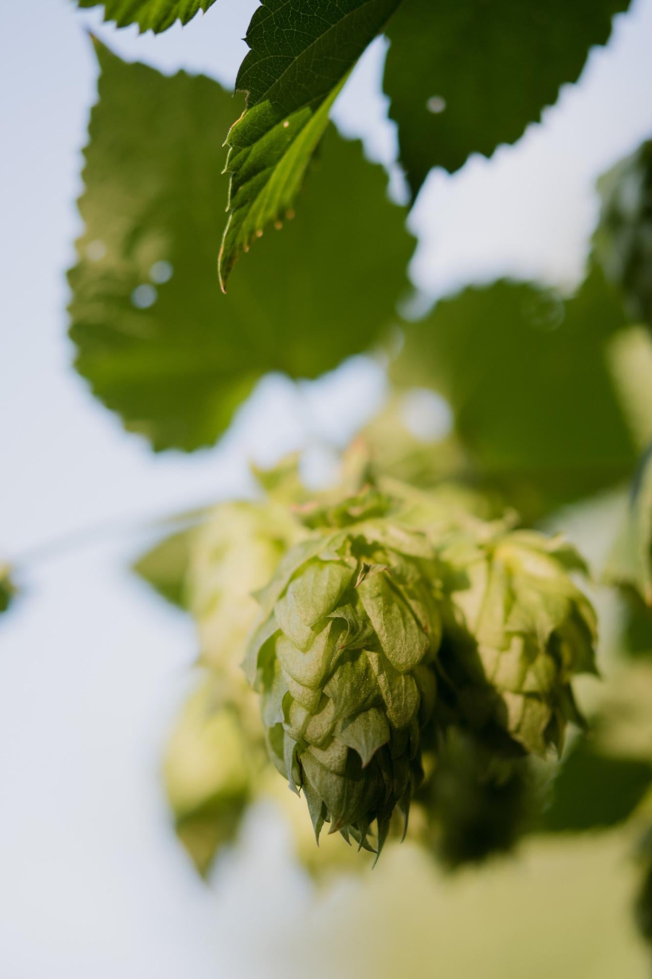 3x - Humulus lupulus 'Nordbrau' - ↨65cm - Ø15