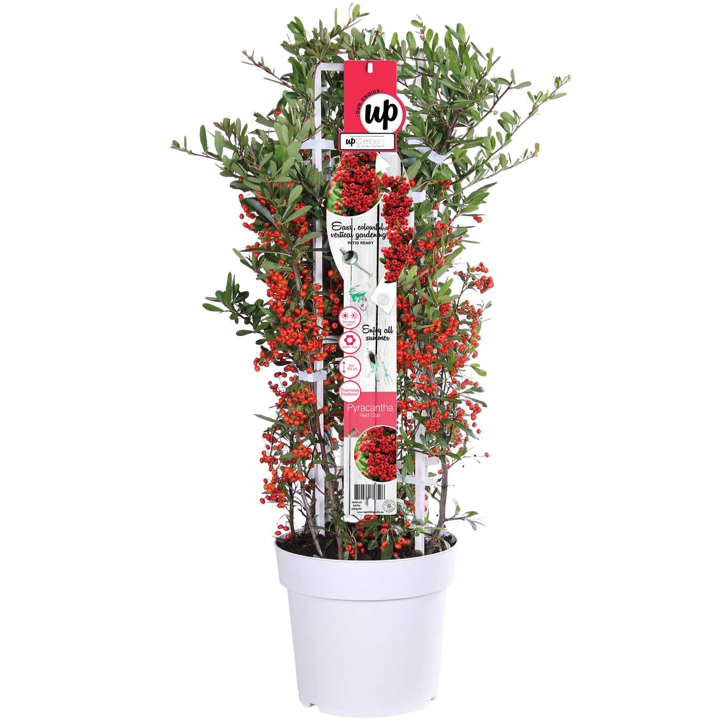 Pyracantha coccinea Red Star - Ø23cm - ↕75cm - Ø23 - ↨75cm
