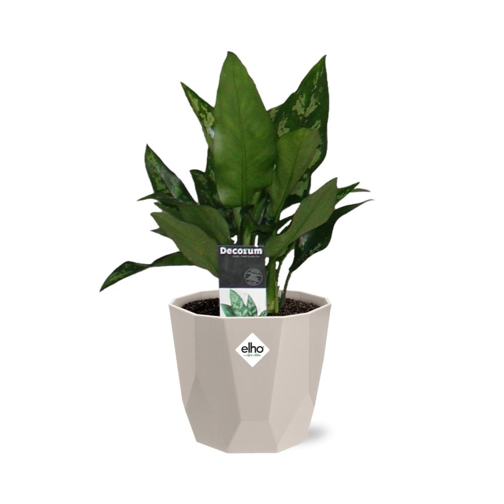 Aglaonema Maria in ELHO b.for rock 14 cm warm grey