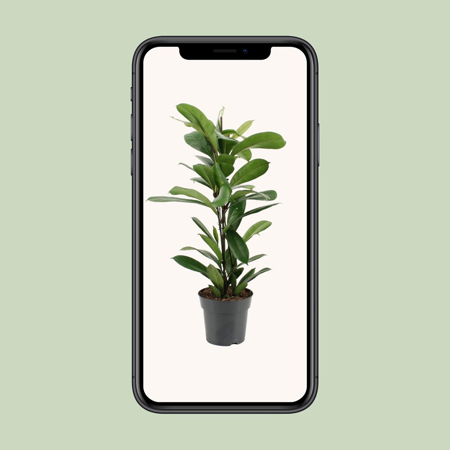 Ficus Cyathistipula - Ø17cm - ↕70cm