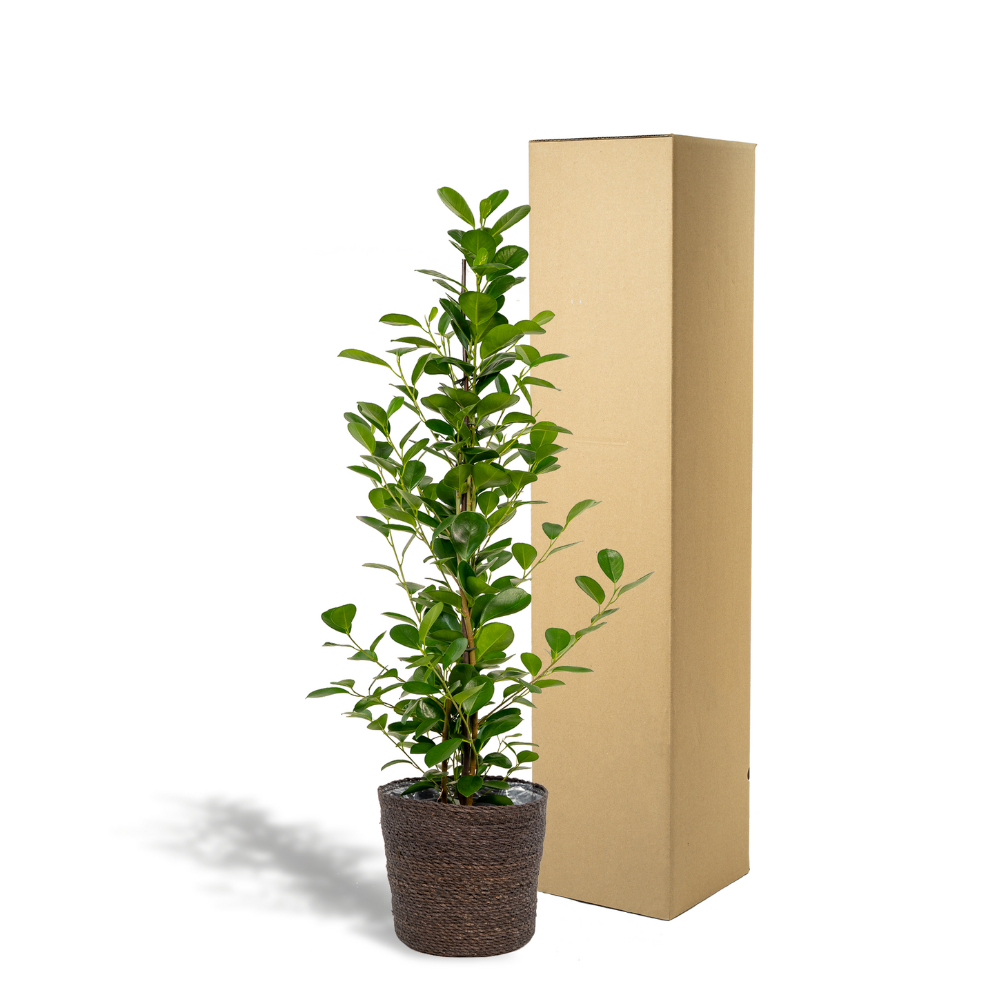 Ficus microcarpa Moclame - Ø21cm - ↕95cm + Korb Igmar