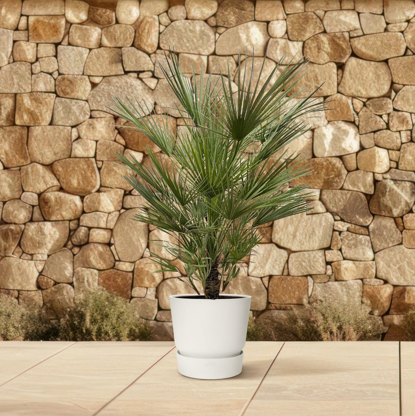 Zwergpalme 150 cm – Mediterrane, pflegeleichte Kübelpflanze