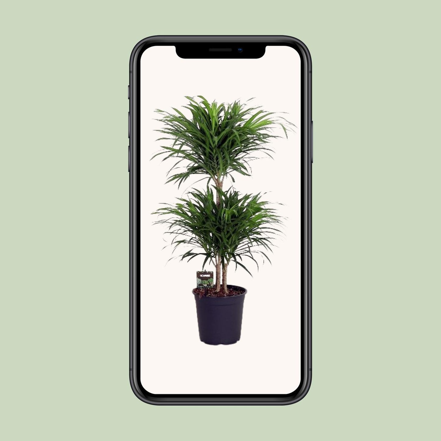 Dracaena Reflexa Anita - Ø24cm - ↕90cm
