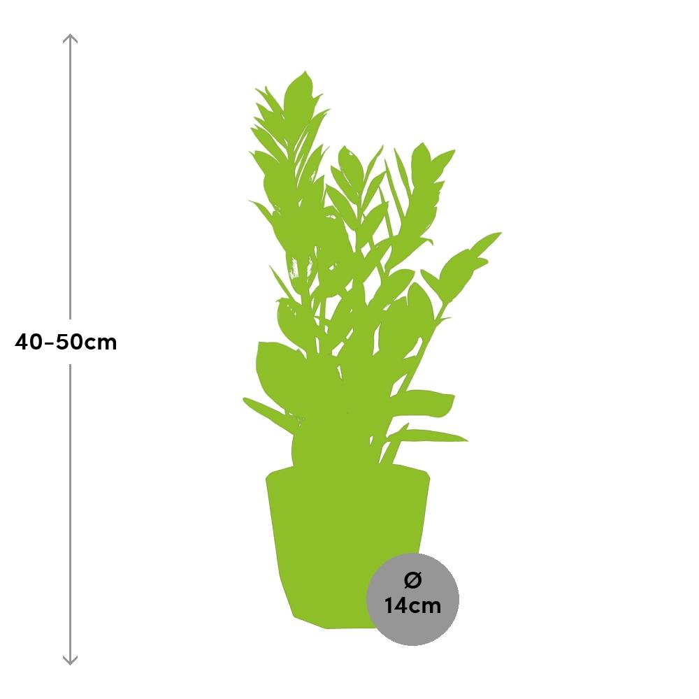 Zamioculcas – Hoogte 45-50 in 14cm b.for rock living black