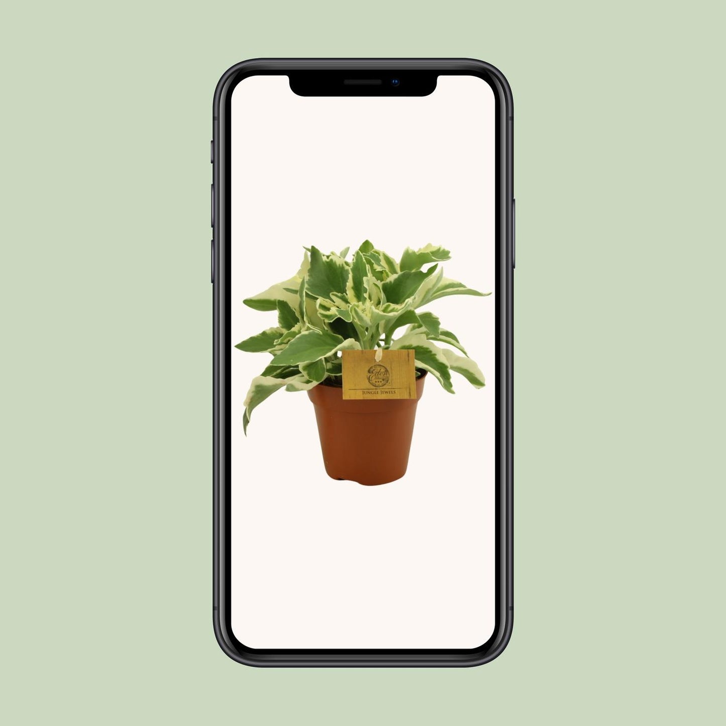 Kalanchoe Laciniata - Ø12cm - ↕30cm