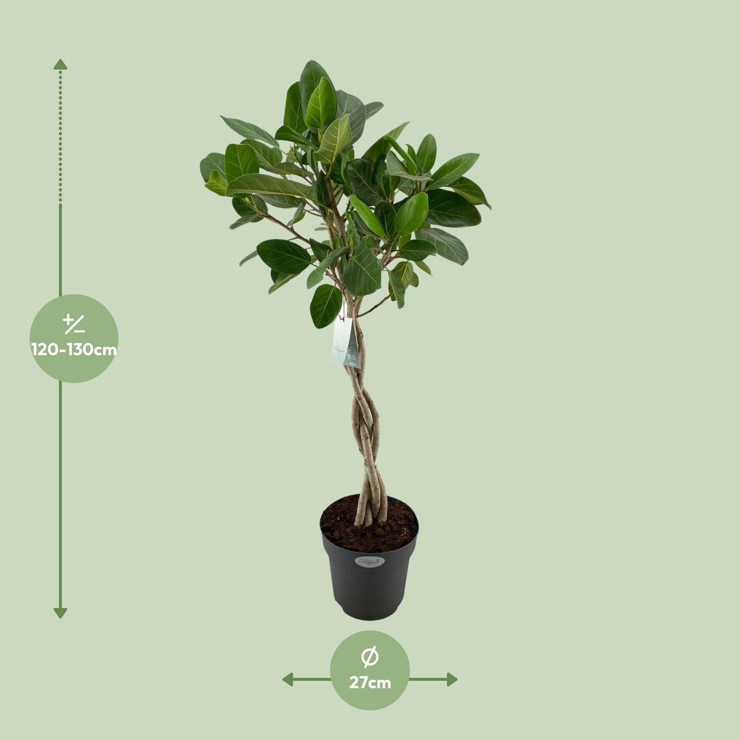 Ficus Benghalensis Audrey - Ø27cm - ↕110cm